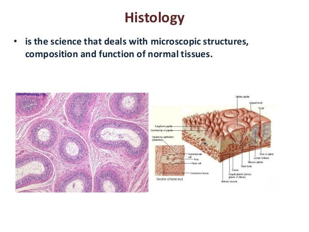 Histopathology